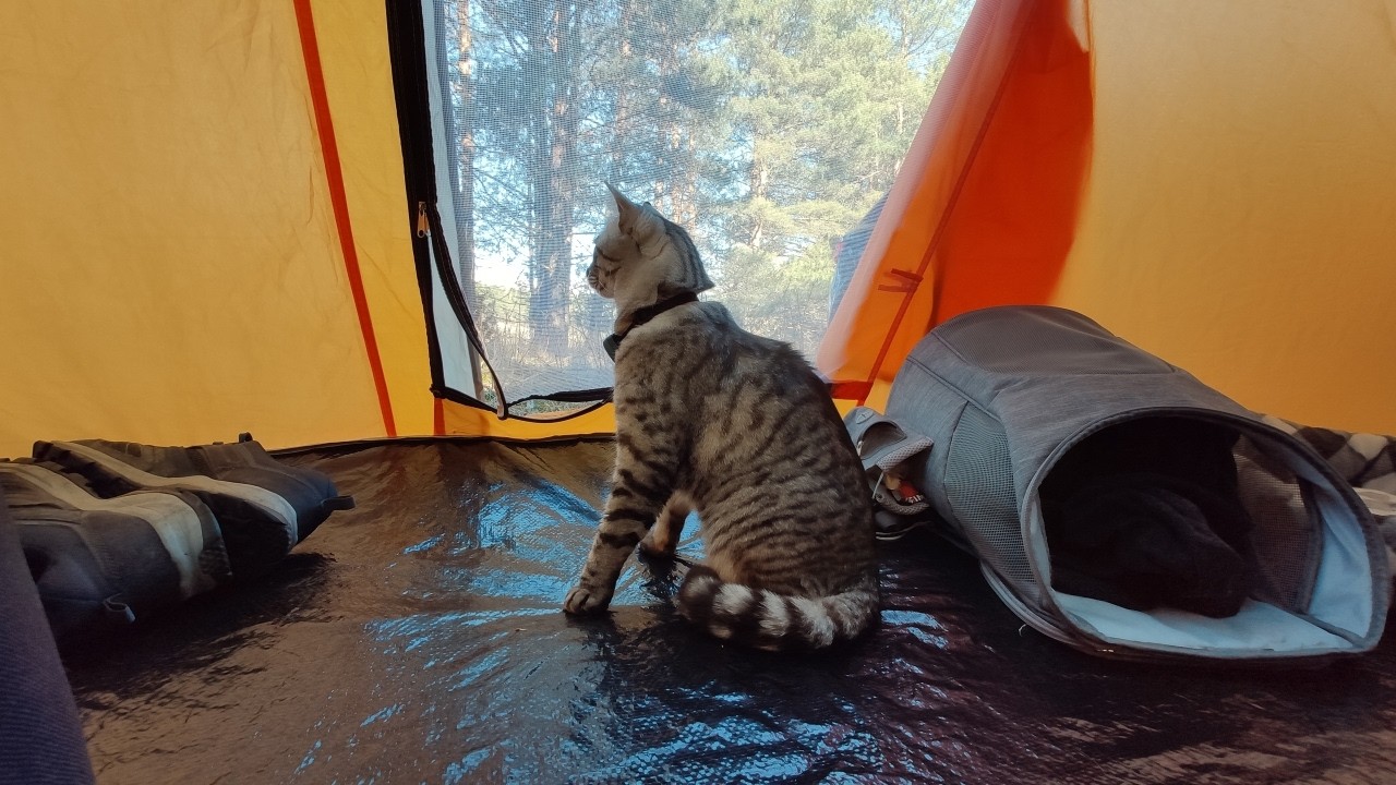 Мы с котом отправились в поход.