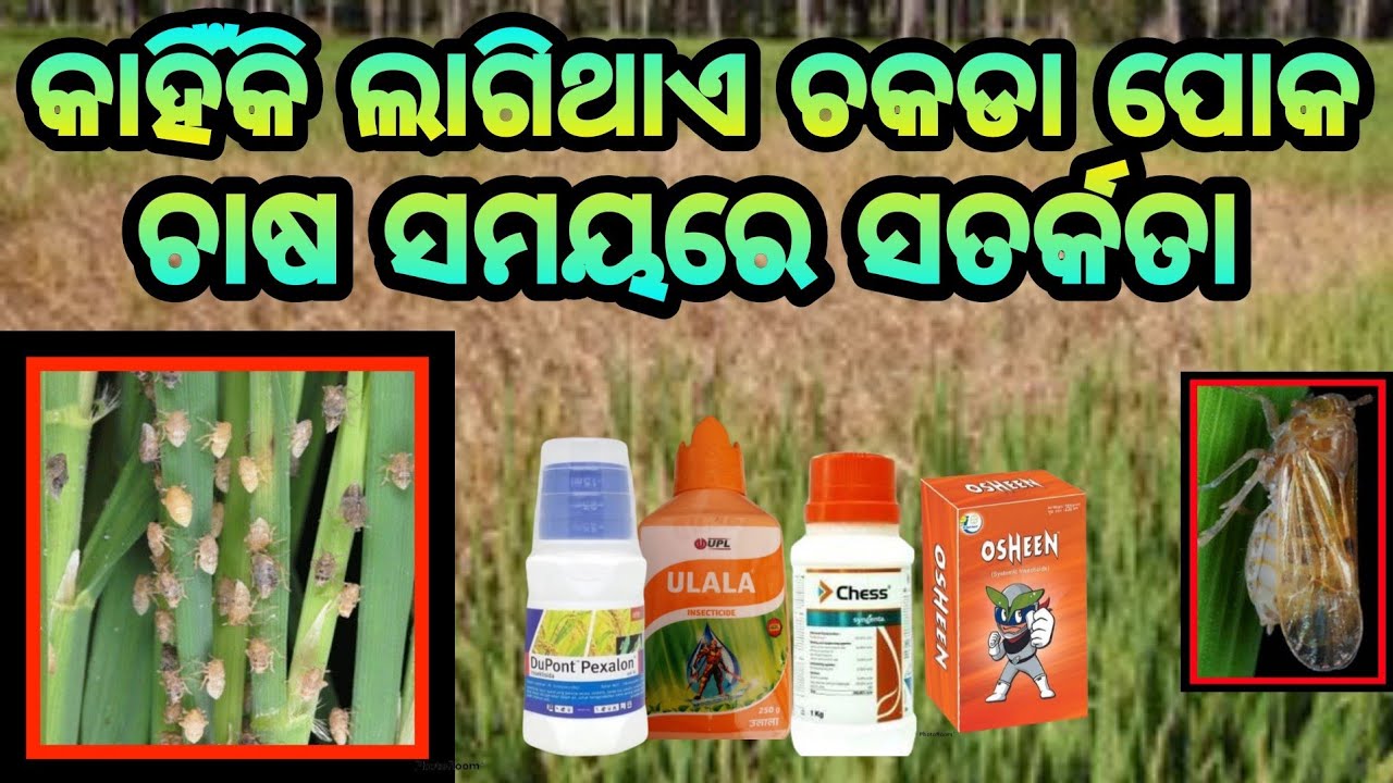 ଚକଡ଼ା ପୋକର ପରିଚାଳନା How to Manage BPH of Paddy