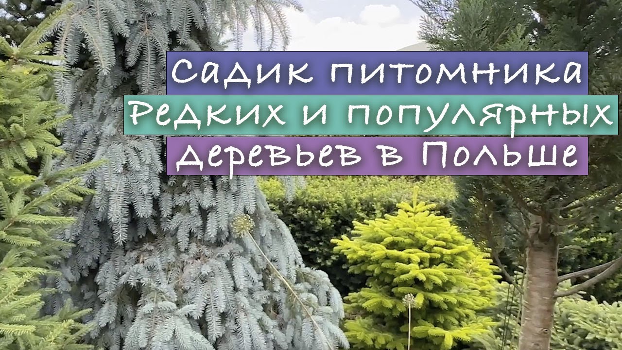 Редкие и популярные хвойные растения в известном польском питомнике