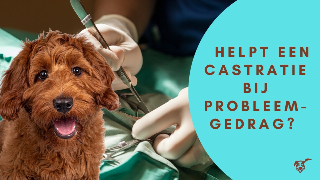 Helpt een castratie bij probleemgedrag?