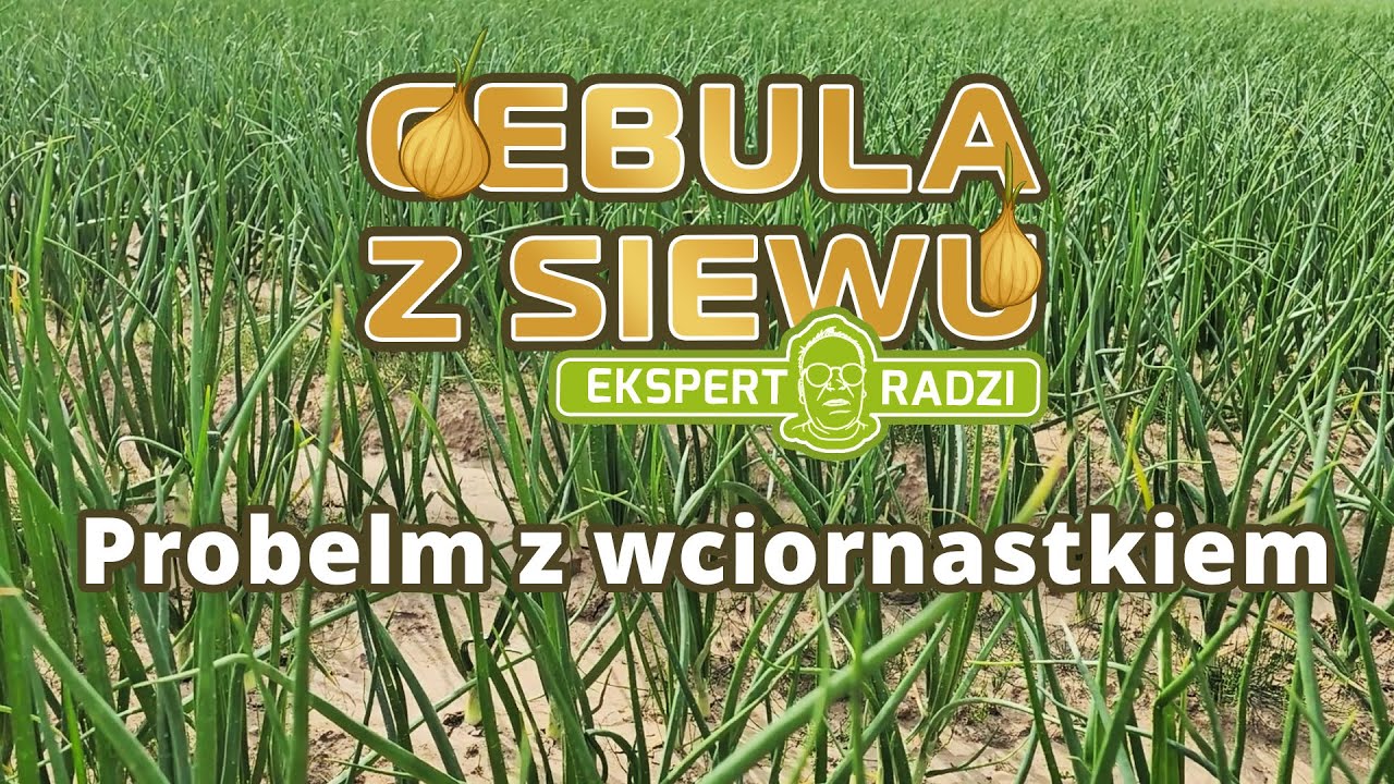 Problem z wciornastkiem w cebuli z siewu - Piotr Borczyński