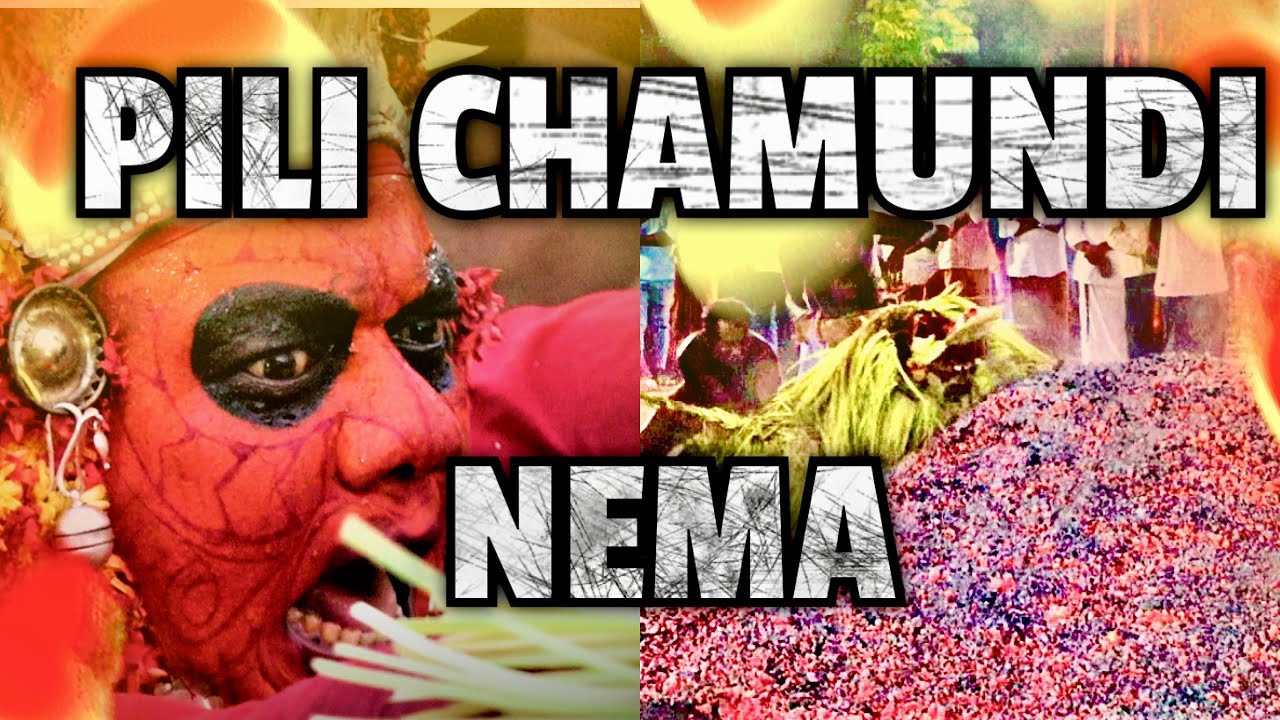 🔴 Sri Pili Chamundi Kola | Pernadka | #daivakola #daivaradhane #tulunadu | #തെയ്യം #yt @TatvaFacts
