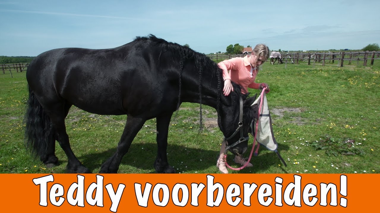 Paard voorbereiden voor wedstrijd DEEL 1 | PaardenpraatTV