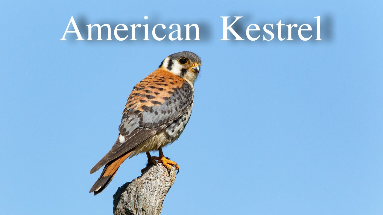 American Kestrel