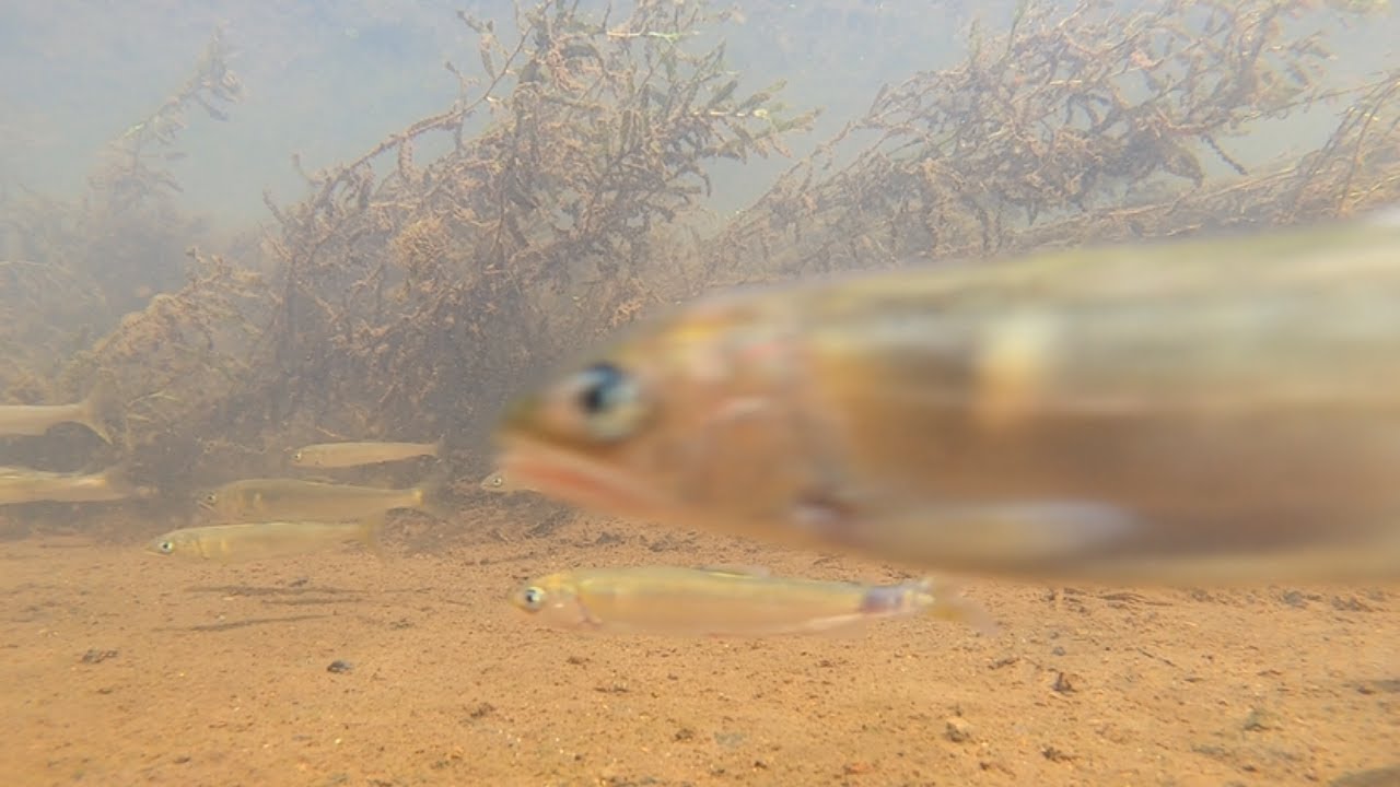 夏の琵琶湖はアユでいっぱい【琵琶湖ガサガサ探検記⑤】Plecoglossus altivelis