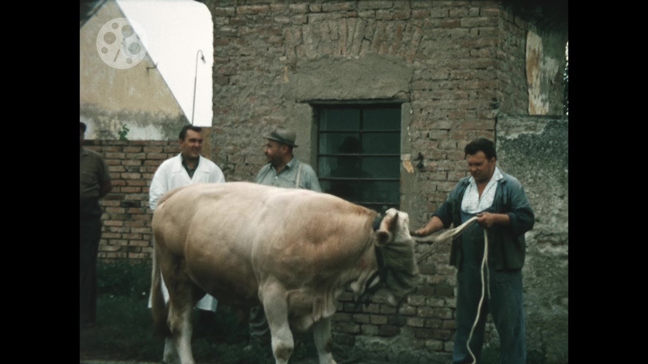 1960er - Marchfeld - Bauernhof - Rinder - 1960s - Farm - Austria - 8mm - &Ouml;sterreich - Landwirtschaft