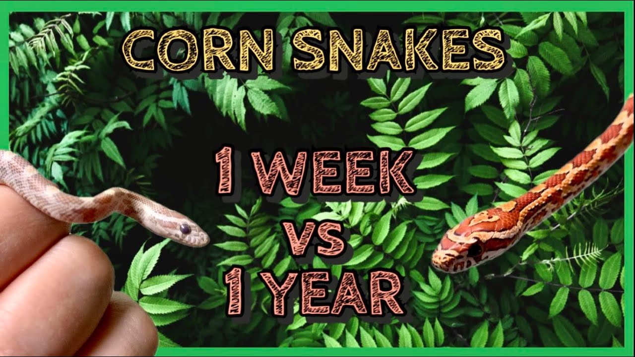 Corn Snake Morphs | 1 Week Old vs 1 Year Old Comparison!