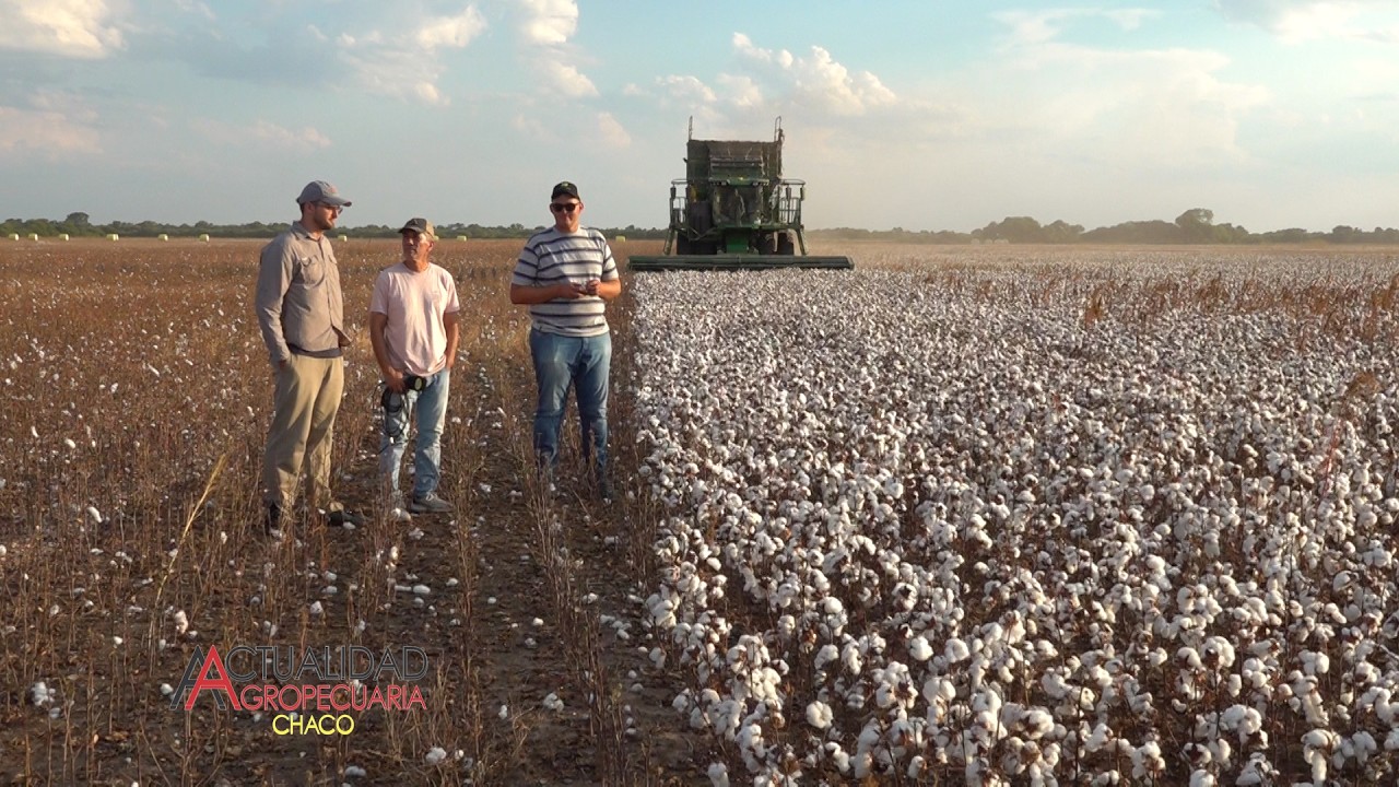 COSECHA DEL CULTIVO DE ALGODÓN - ZONA JUAN JOSE CASTELLI - CHACO - SR. LUCAS TALALAY.