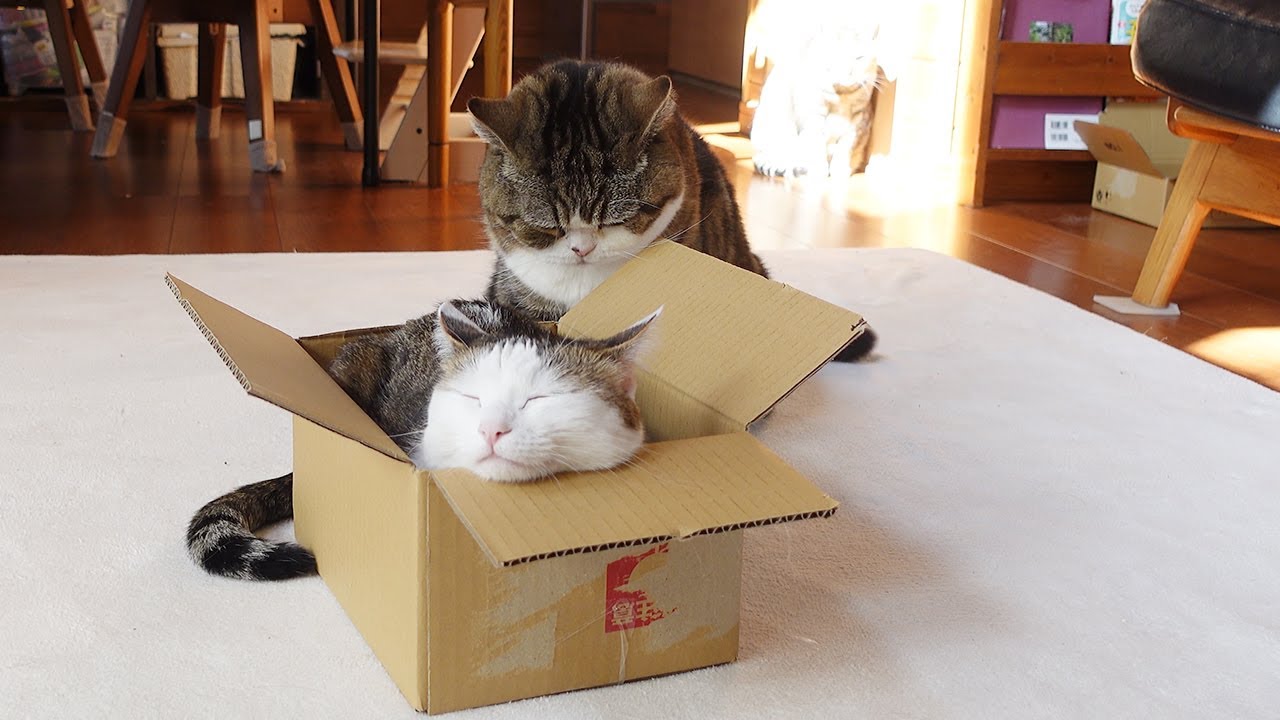 羨ましいがダダ漏れなねこ。-It's easy to see that Maru wants to the box.-
