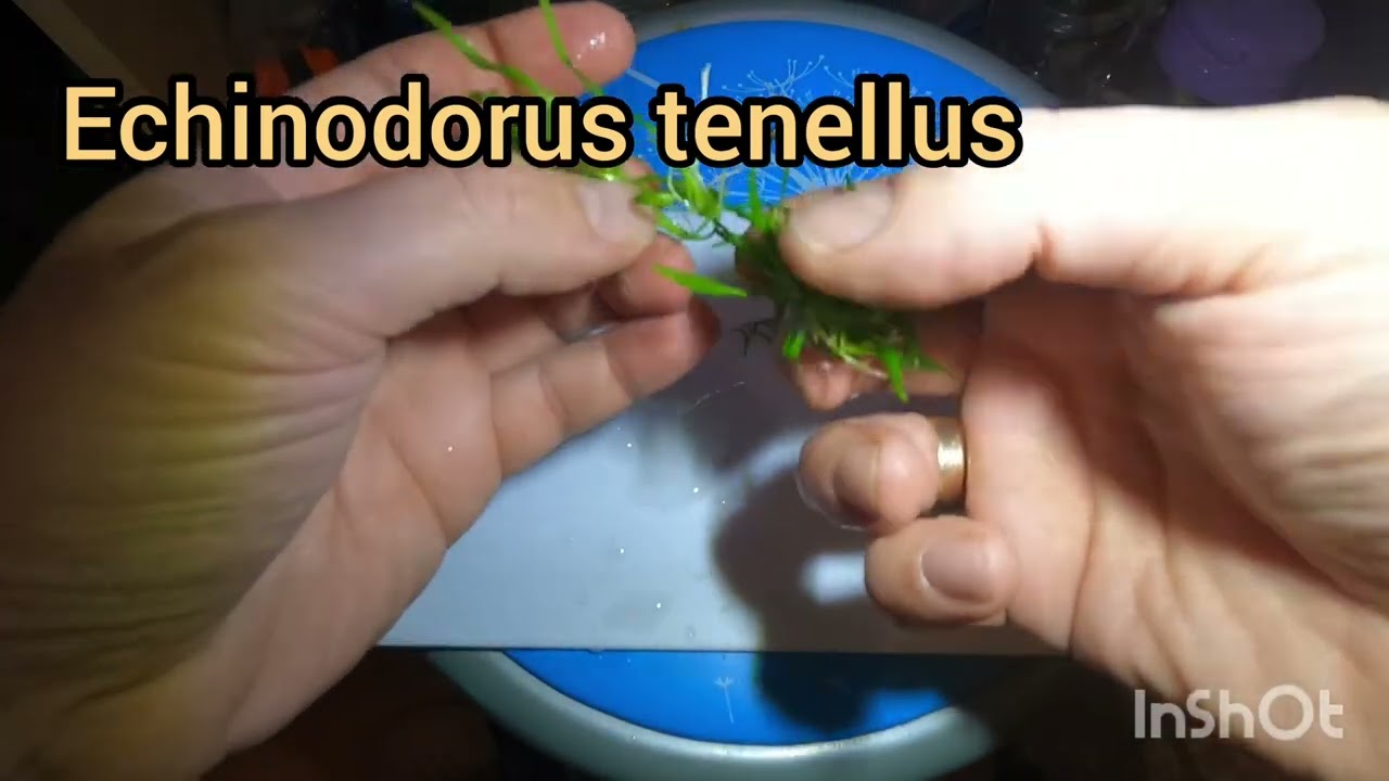 Rośliny akwariowe z in vitro 15 szt