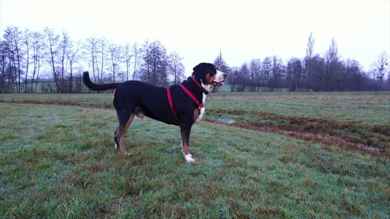 Grosser Schweizer Sennenhund/Grand Bouvier Suisse / Albert 20.02.2013 - 18.03.2024