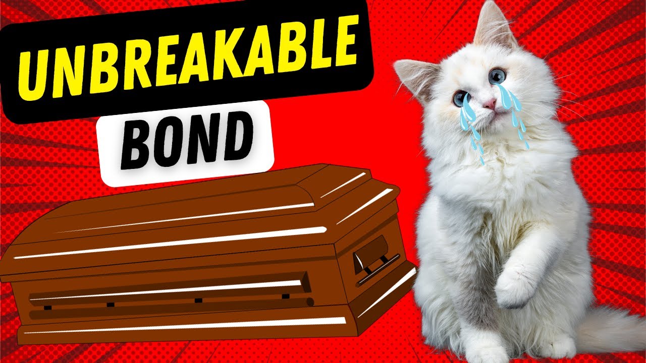 Do Cats Remember Their Owners When They Die?    Exploring the Emotional Bond.