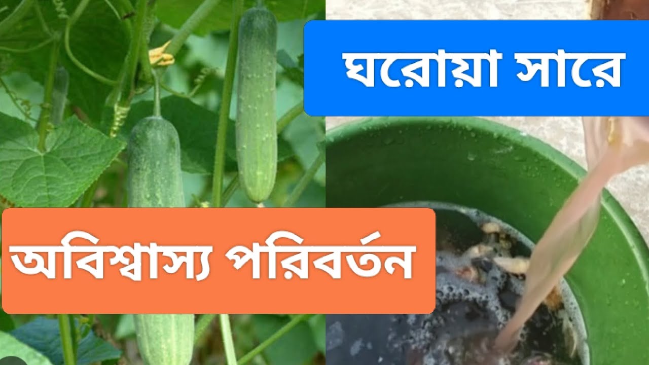 গাছের গোড়ায় এটা দিলেই ফলন তিনগুণ। #ছাদবাগান#জৈবসার#gardening#গাছের যত্ন #rooftop garden. 
