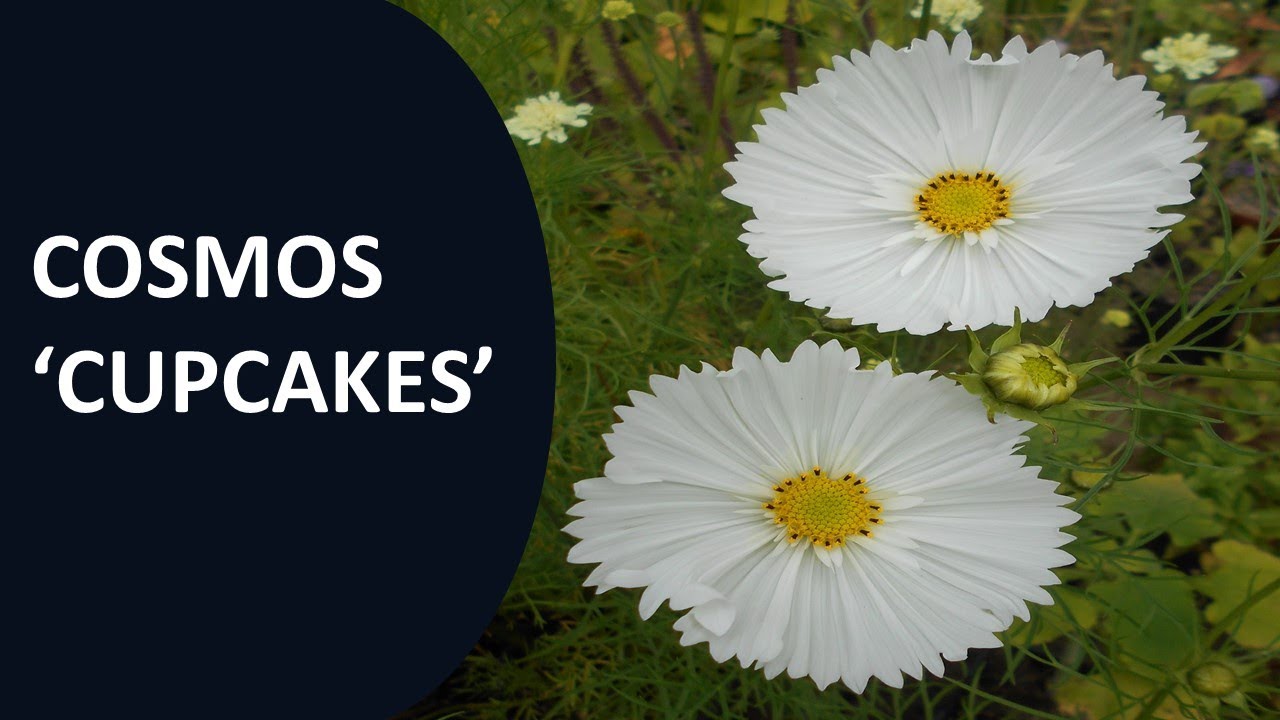Cosmos 'Cupcakes'