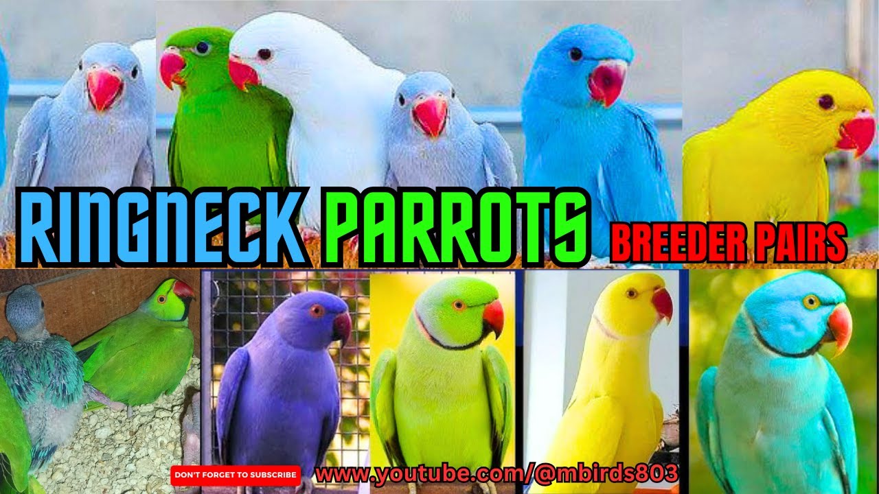 Colorful Beaks – Ringneck Parrot Diaries | Parrot Life & Chick Chronicles | Breeding & Baby Chicks