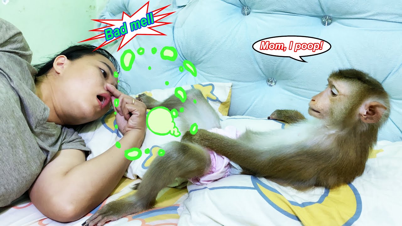 OMG... Monkey Lyly accidentally pooped everywhere, making her mother unable to sleep
