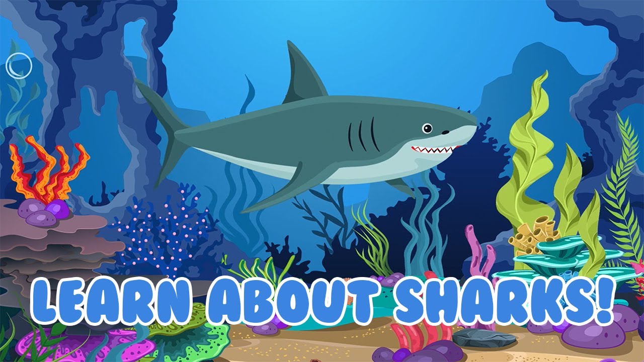 Sharks for Kids┃Learn about Sharks 🦈🦈