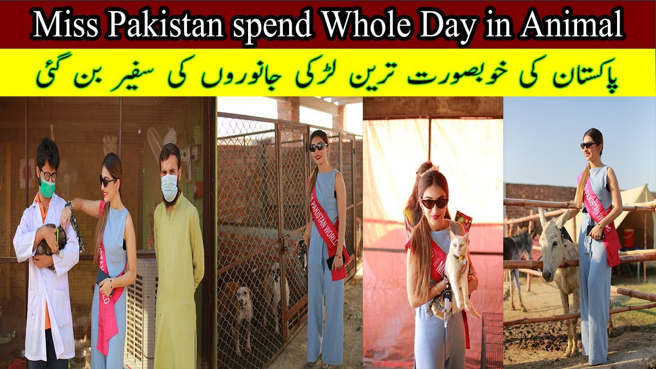 Biggest dogs and  cats shelter in Pakistan|Animal shelter in lahore|Stray Dogs lahore shelter