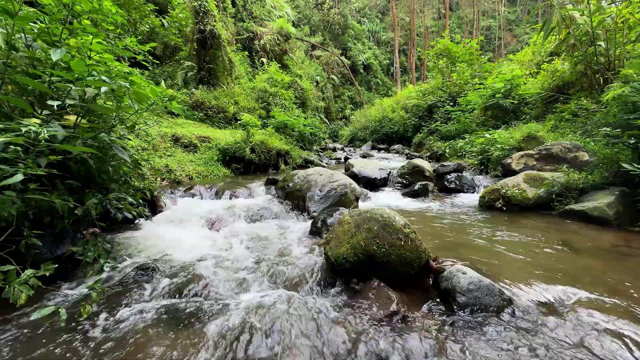 Let the river quiet your mind for better sleep in a shaded woodland stream tonight