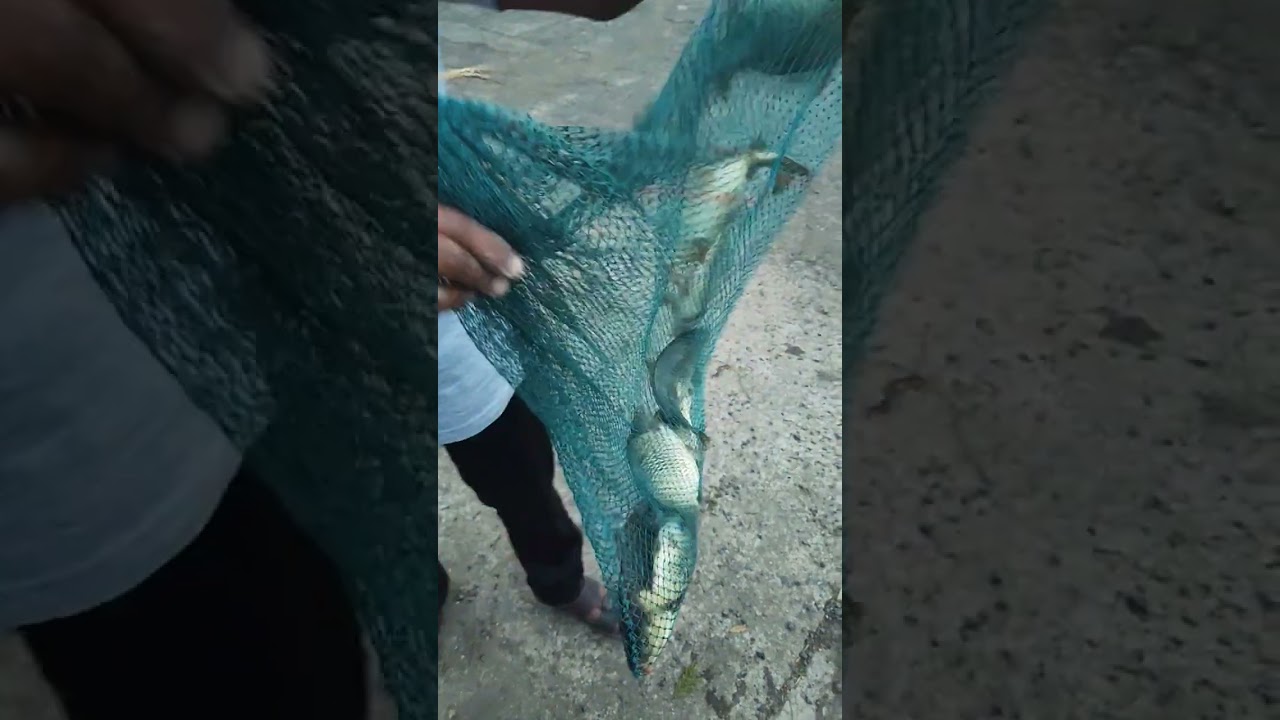 #newfishingvideo#newupdate #profifishingwithabhi