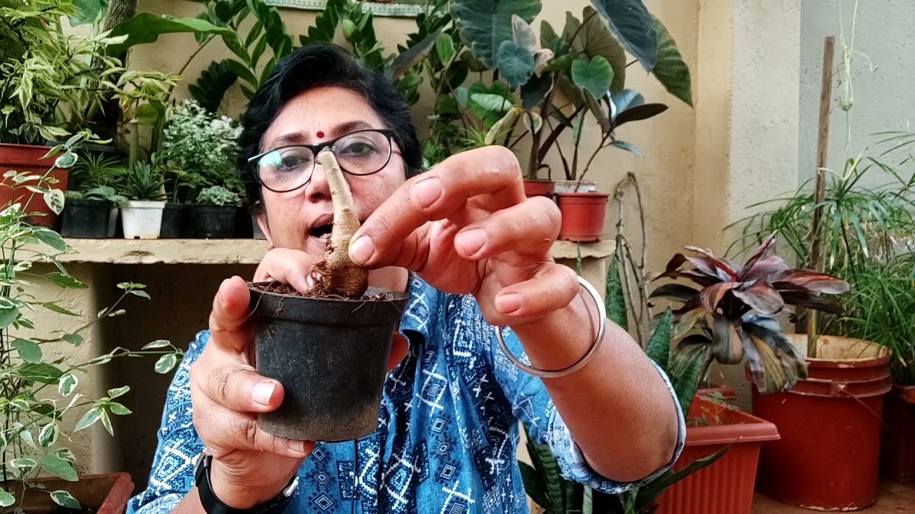 All about Adenium