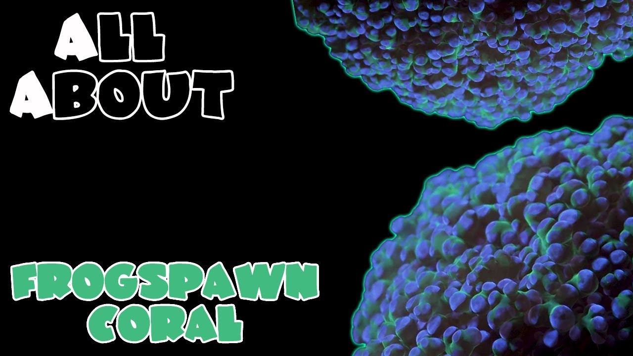 All About The Frogspawn Euphyllia Coral
