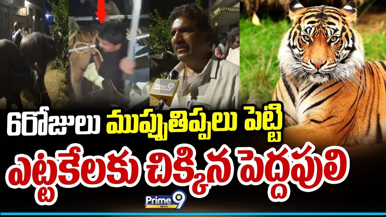 6రోజులు ముప్పుతిప్పలు పెట్టి ఎట్టకేలకు చిక్కిన పెద్దపులి | East Godavari | Prime9 News