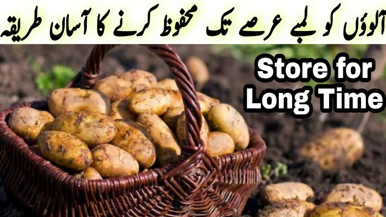 How to Store Potatoes for long time | آلولمبےعرصےتک آرام سے محفوظ کریں
