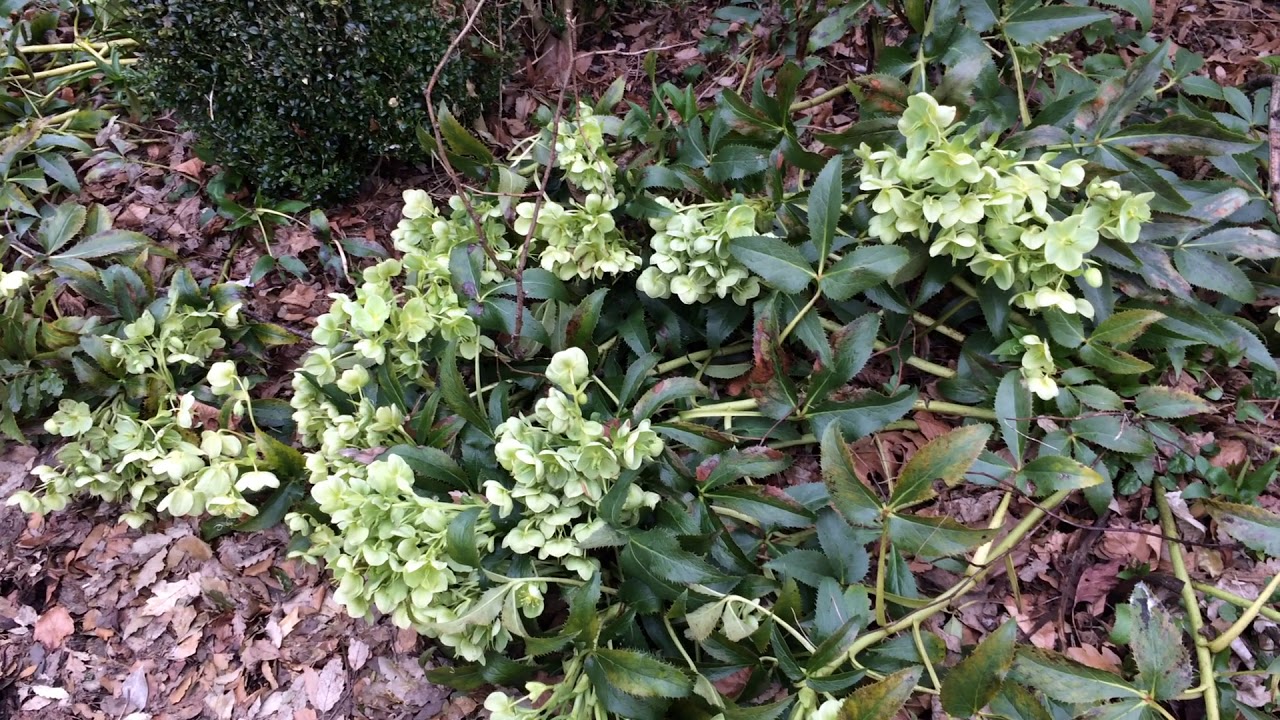 Holly-leaved hellebore (Helleborus argutifolius) - plants - March 2018