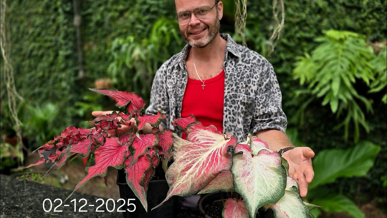 Abertura Nova Temporada Vídeos Caladium ✨️🤲 WhatsApp #sabordesolsaberdeplantas 32998563551 ☀️