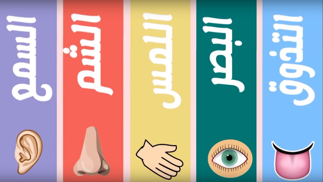تعليم الحواس الخمسة باللغة العربية . The Five Senses in Arabic
