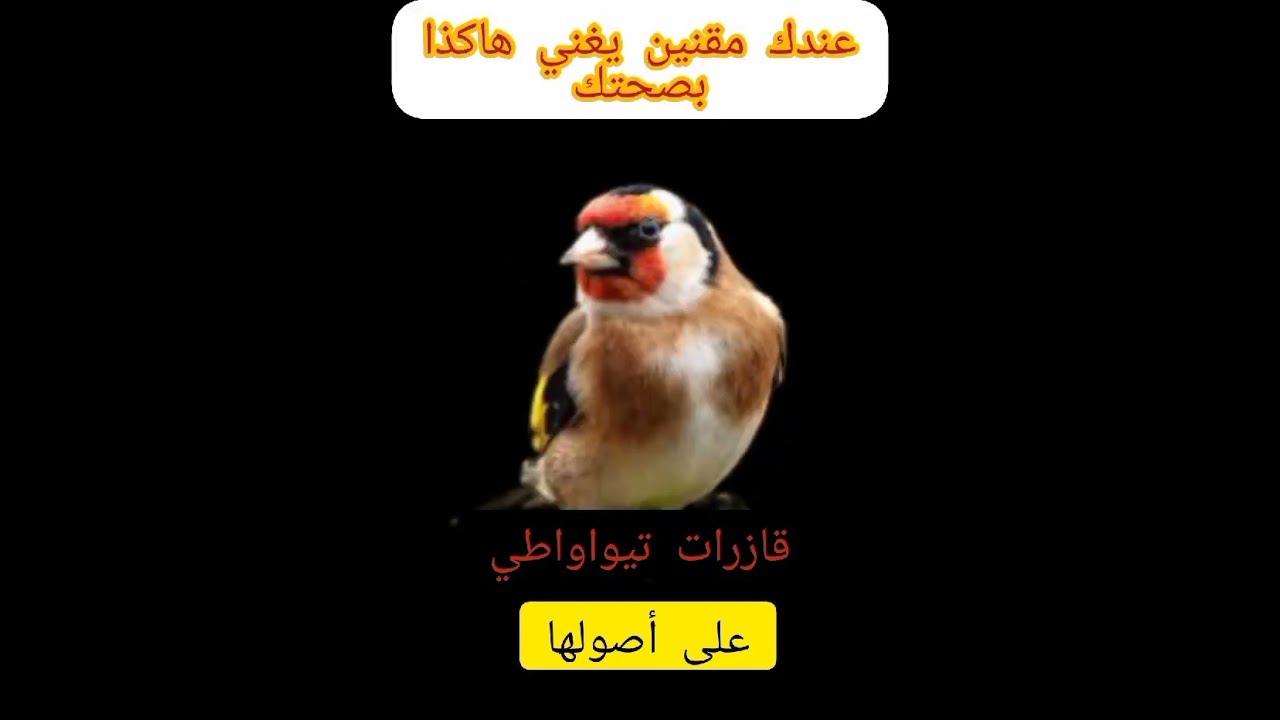 Il canto del cardellino تغريد طائر الحسون جزائري قازرات تيواواطي