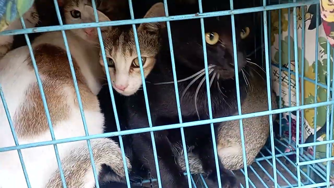 Cats  For neutering from Panmara Dharan