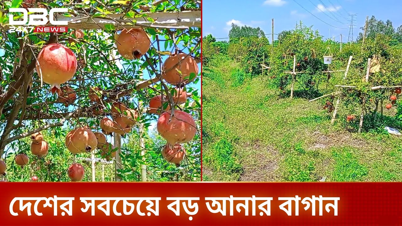 আনারের বাণিজ্যিক চাষে সফলতা | DBC NEWS Special