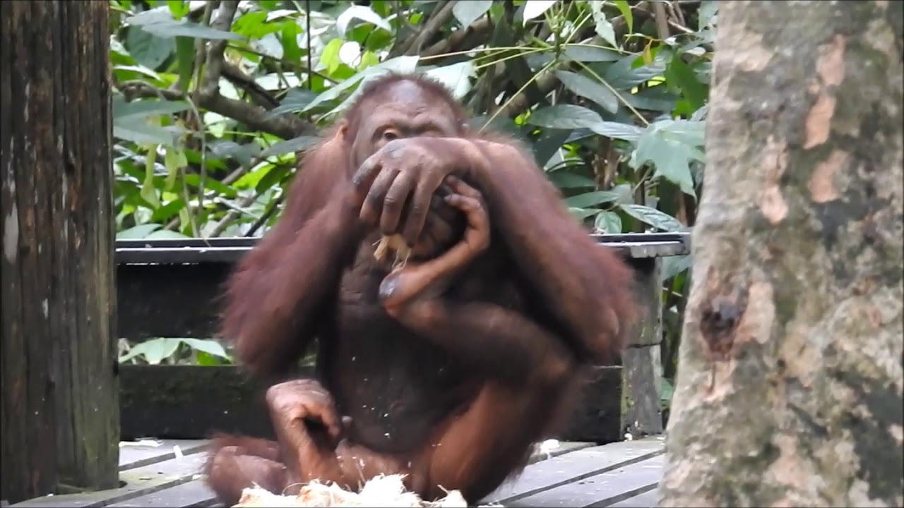 Bidu-Bidu