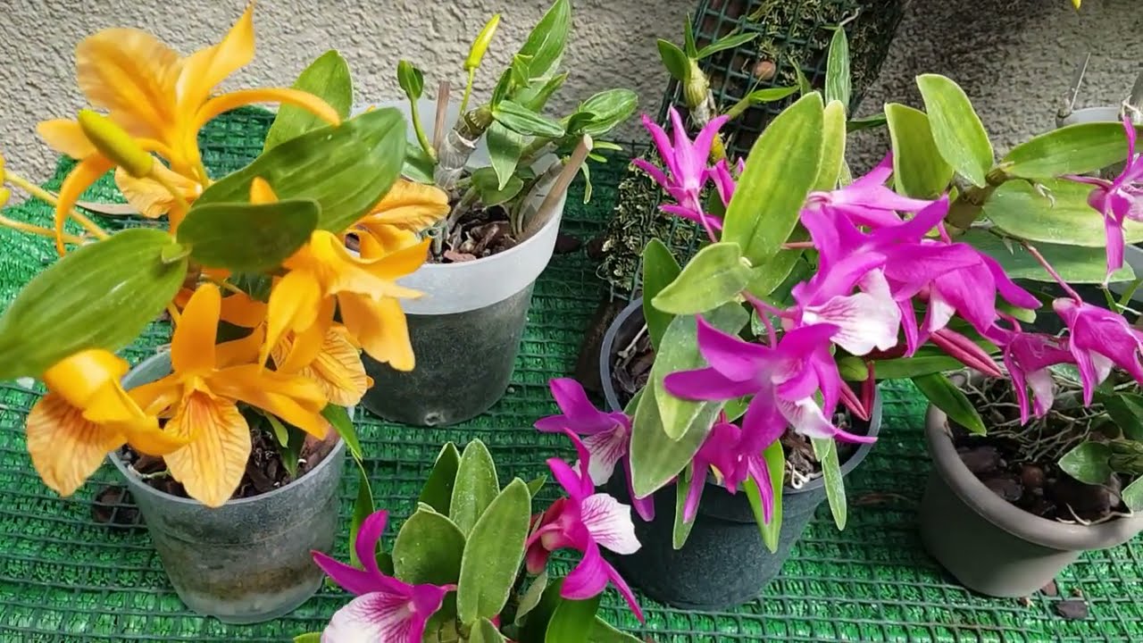 ORQUIDEA DENDROBIUM STARDUST(CUIDADOS Y CULTIVO)