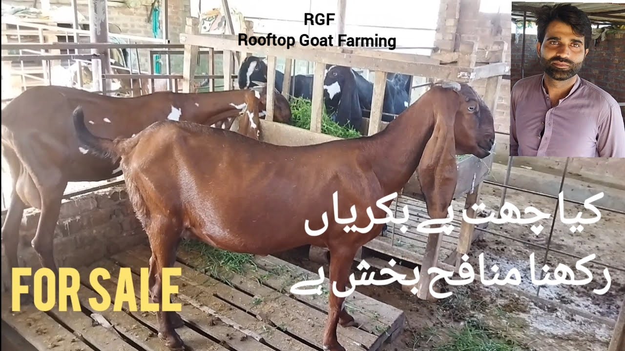 Rooftop goat farm visit || Rooftop Goat Farming