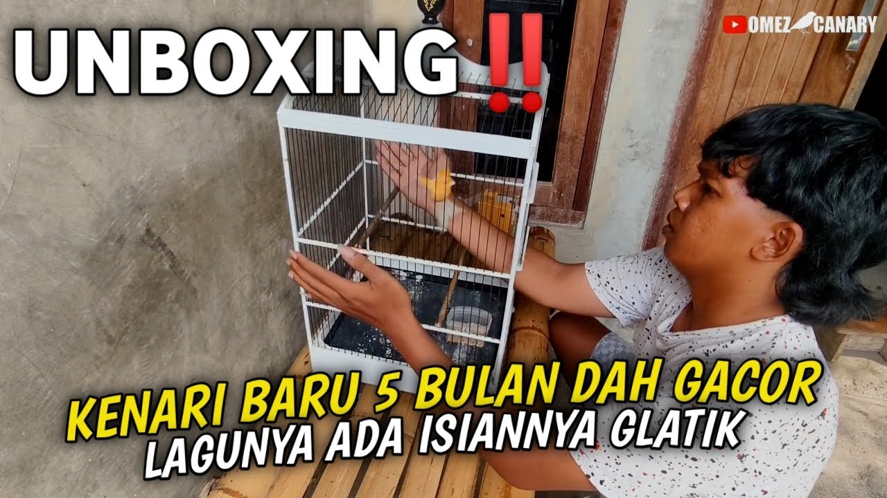 DAPET KENARI F1SF MURAH‼️UMUR 5 BLN KALAU DIRAWAT BAKAL PROSPEK INI