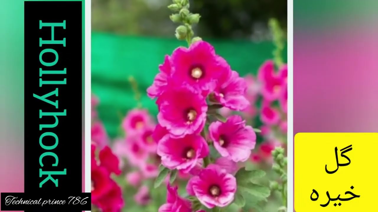 Flower Names in Urdu English