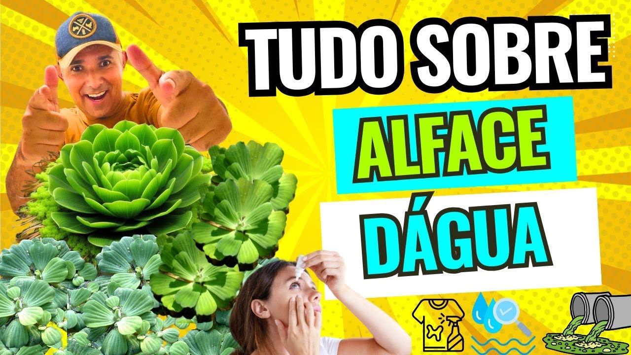 🍀 TUDO SOBRE ALFACE DÁGUA (  Pistia stratiotes - Planta aquática).