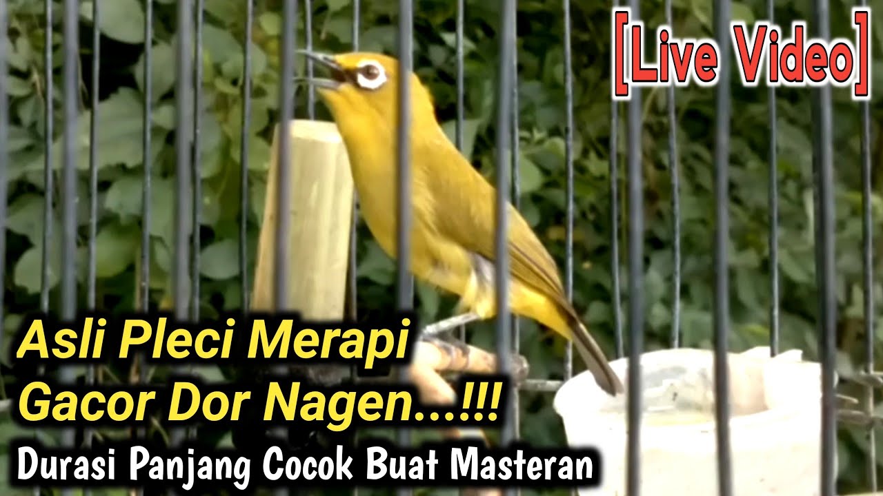 BURUNG PLECI MERAPI GACOR