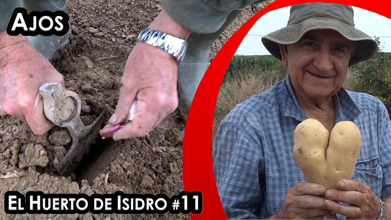 El huerto de Isidro #11. Ajos