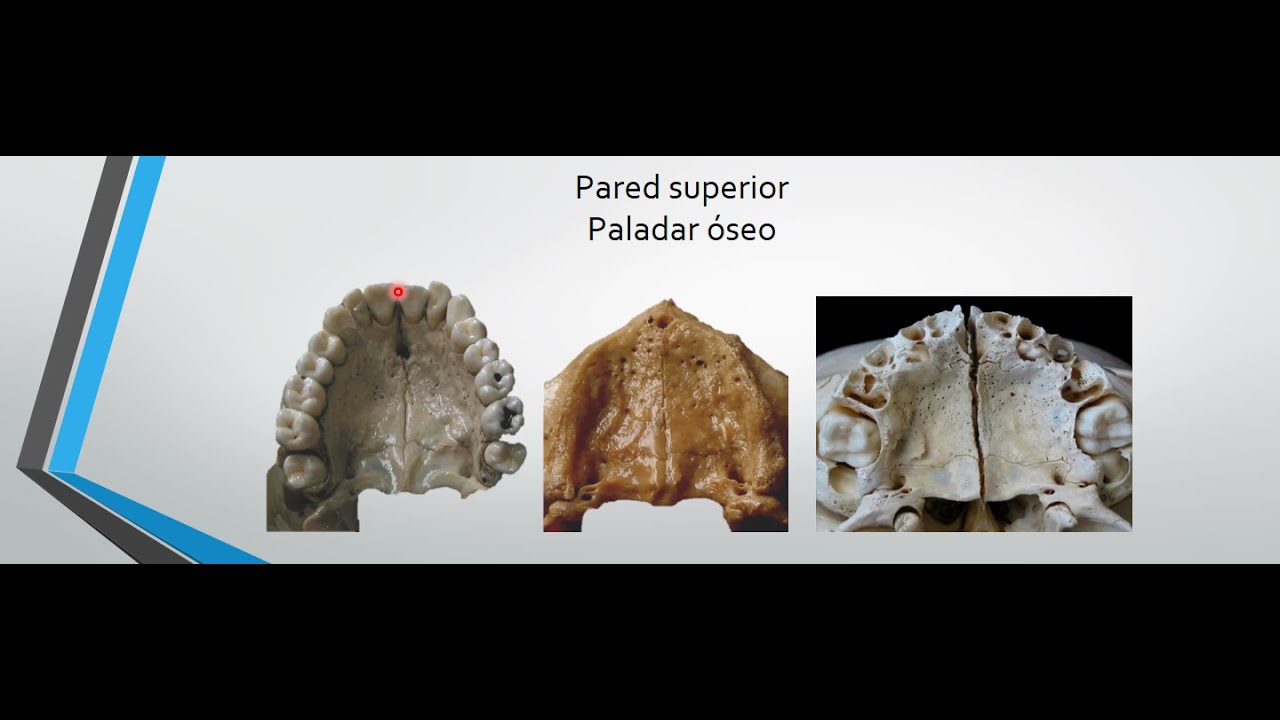 Teórico - Cavidad Bucal: Paredes Superior y Posterior - Anatomía