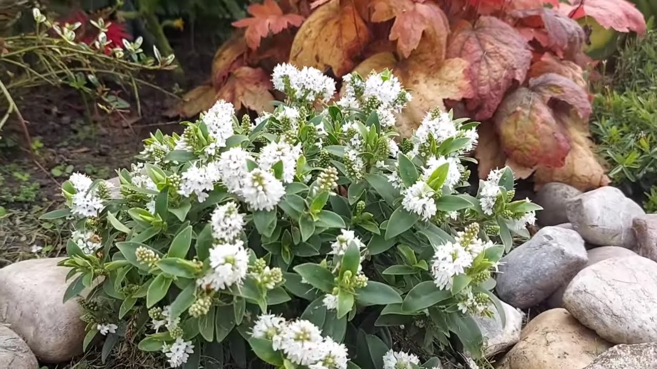 Вечнозелёное ХЕБЕ в моём саду.📒 Условия выращивания # Immergrüner HEBE in meinem Garten..