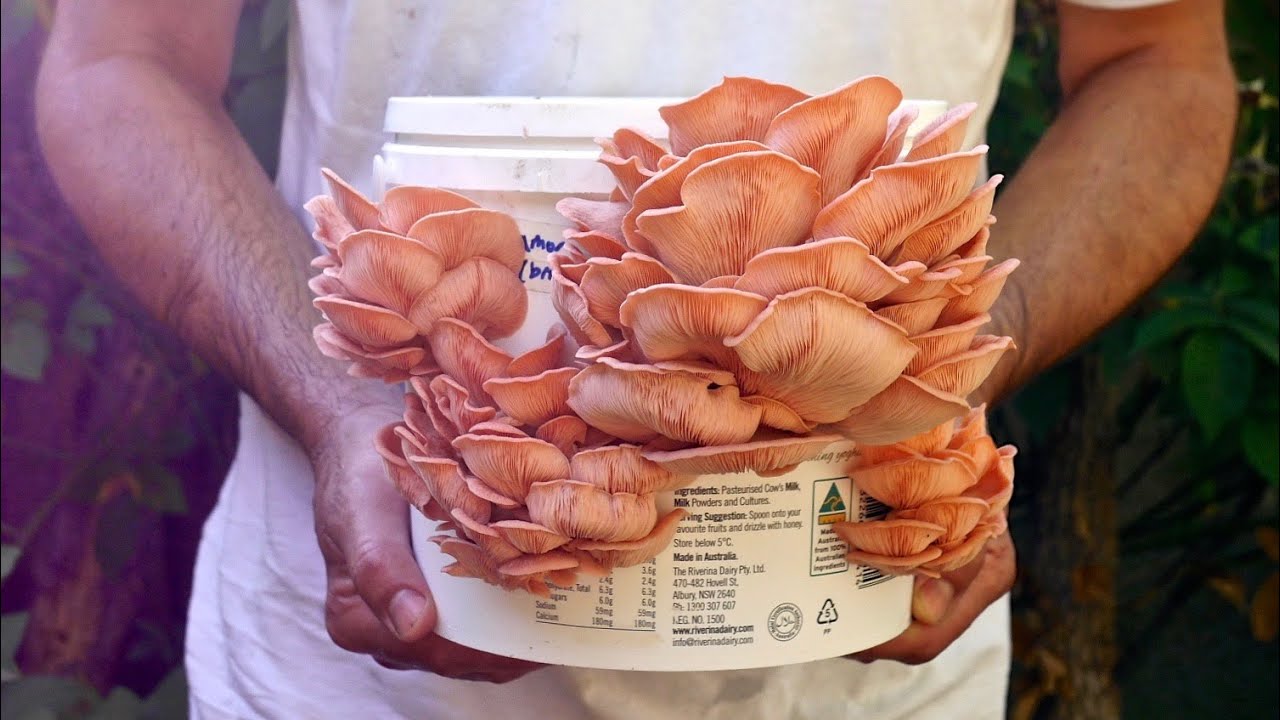 HOW TO: Grow Mushrooms in a Bucket (and a wild fungi foraging guide): Permaculture Living - Milkwood
