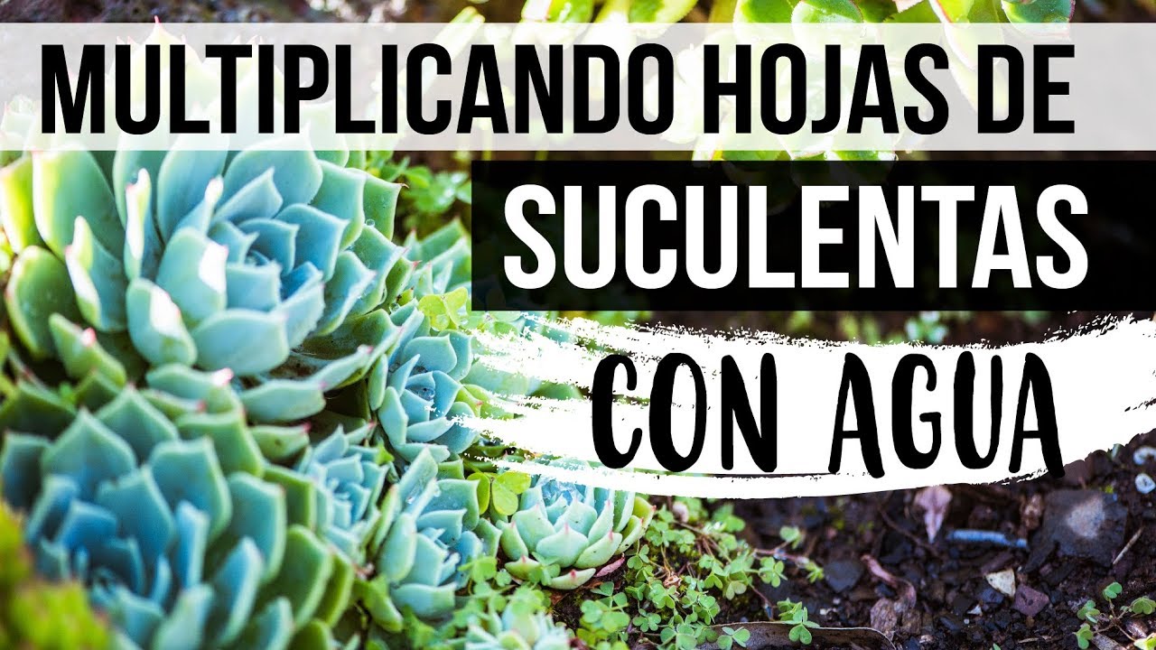 ¿CÓMO REPRODUCIR HOJAS DE SUCULENTAS CON AGUA?