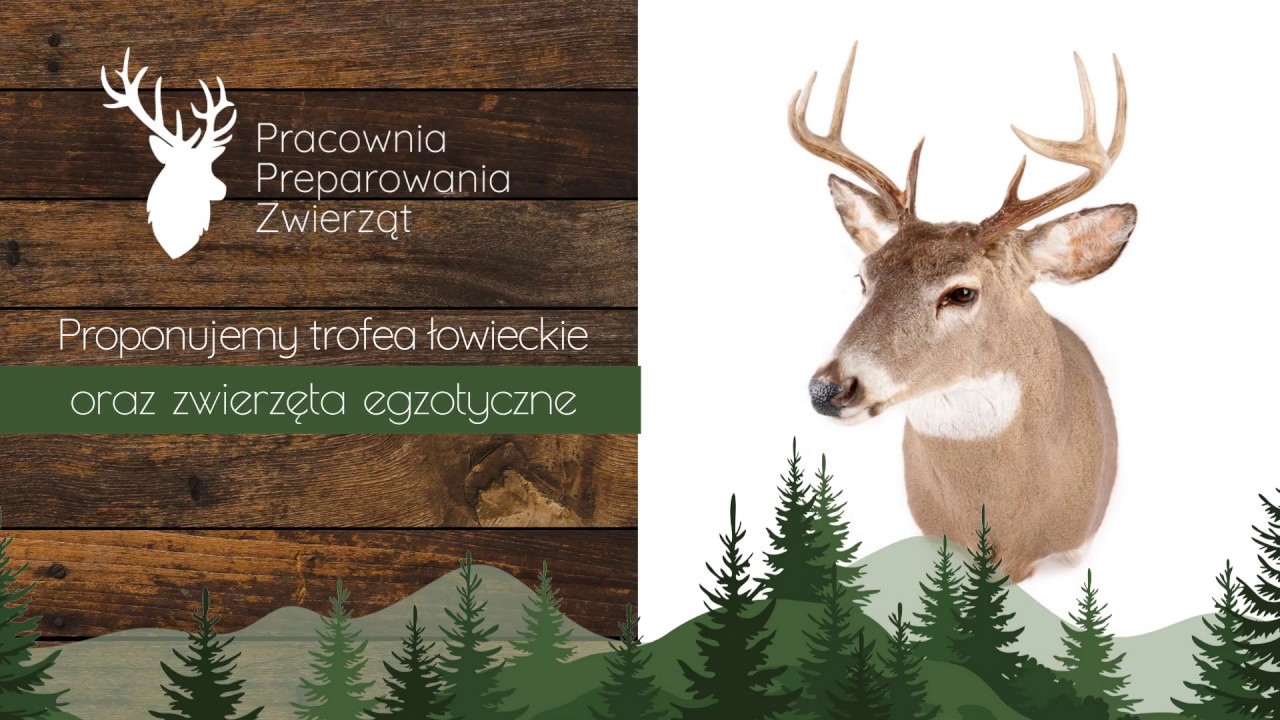 Preparacja zwierząt Niewodnica Kościelna Marek Krajewski