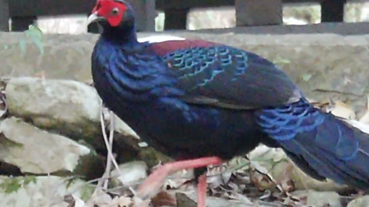 2026 February 15th Taiwan blue pheasant 2
