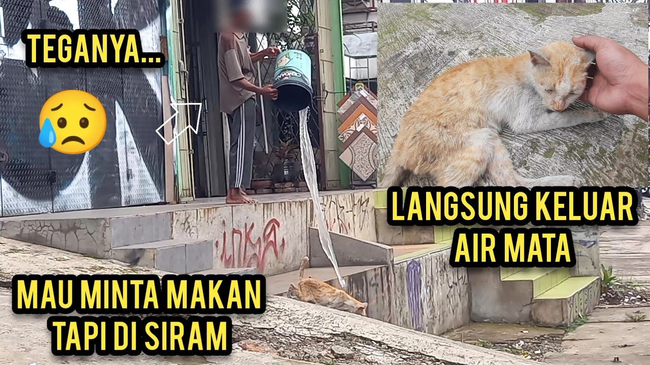 Astagfirullah Kucing Minta Makan Di Usir Bikin Sedih Lihat Ending Bikin Nangis..!
