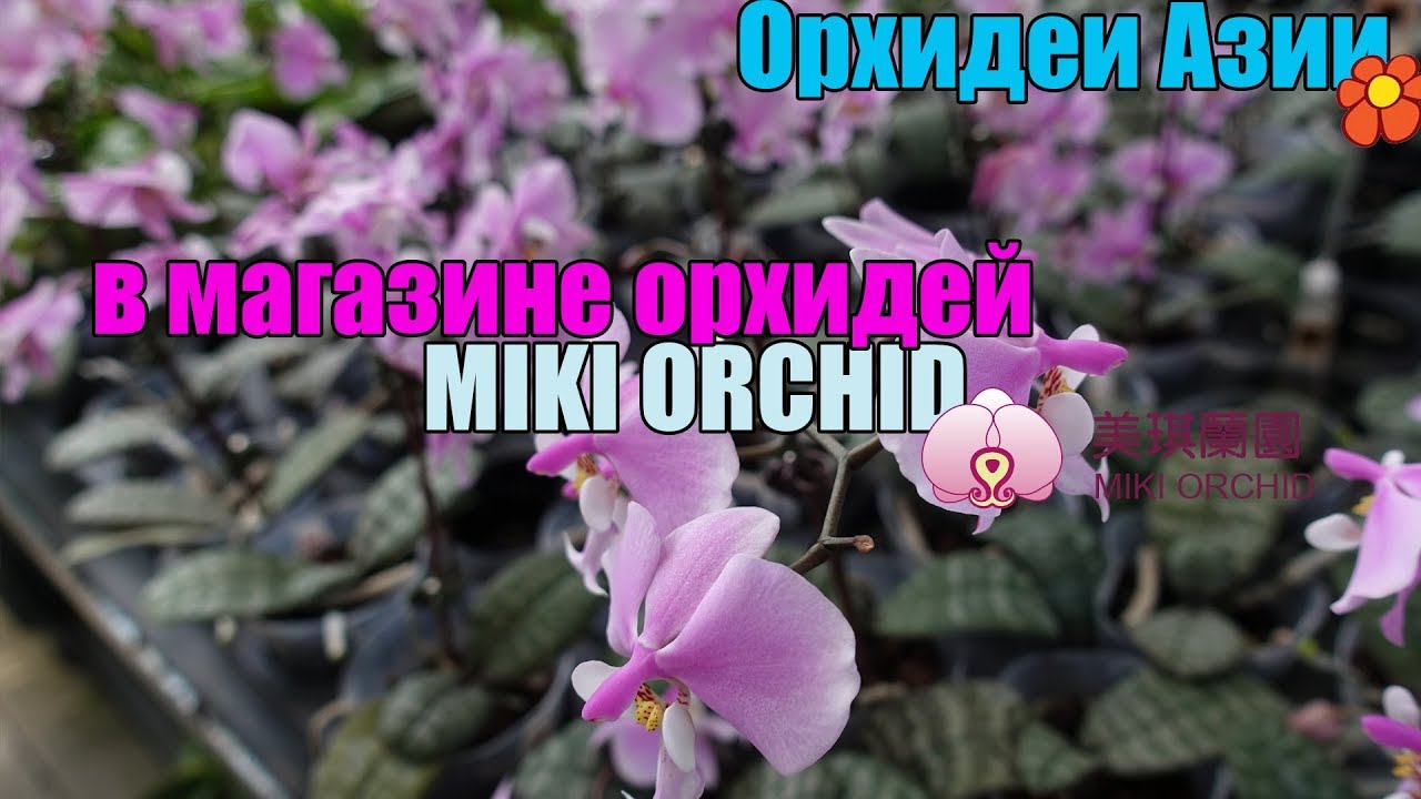Магазин от  Miki Orchid в Тайвани